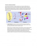 Funciones y ejemplos de proteínas