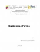 Reproducción de Porcinos