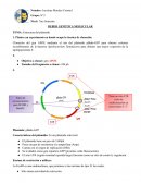 DEBER GENÉTICA MOLECULAR TEMA: Estructura del plásmido