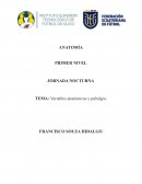 Variables anatómicas y pubalgia