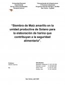 Siembra de Maíz amarillo en la unidad productiva de Solano para la elaboración de harina que contribuyan a la seguridad alimentaria”