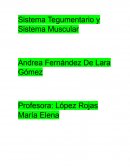 SISTEMA TEGUMENTARIO Y SISTEMA MUSCULAR