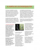 El avance de los exoesqueletos