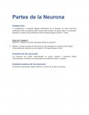 Partes de la neurona