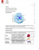 CELULA ANIMAL Y ORGANOS DE LOS SENTIDOS
