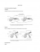 Clasificación de levas