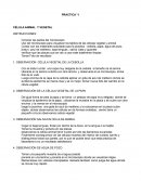 PRACTICA °1 CÉLULA ANIMAL Y VEGETAL