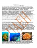 Caracteristicas de los gusanos planos y esponjas