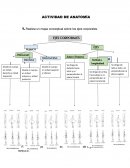 Actividad de anatomía. Abducción, aducción
