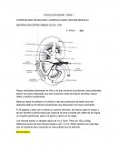 Fisiologia renal