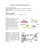 Organización Sistema Nervioso