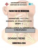 ANATOMIA . PLEXO CERVICAL