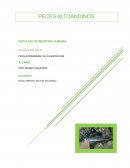 PECES ALTOANDINOS Y SU CLASISFICACION