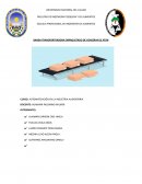 BANDA TRANSPORTRADORA EMPAQUETADO DE CONSERVA DE ATÚN