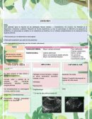 Ecografía ginecológica