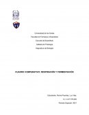 CUADRO COMPARATIVO: RESPIRACIÓN Y FERMENTACIÓN