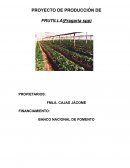 PROYECTO DE PRODUCCIÓN DE FRUTILLA (Fragaria spp)