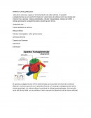 APARATO YUXTAGLOMERULAR