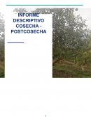 Informe descriptivo agaucate