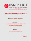 Actividad: Ensayo sobre generalidades del corazon y su conformacion externa