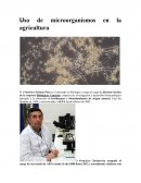 Uso de microorganismos en la agricultura
