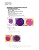Hematología. Examen final teórico