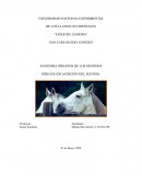 Anatomía órganos de los sentidos (Órgano de Audición del Equino)