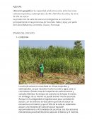 La producción de caña de azúcar en la Argentina