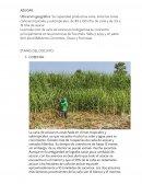 La producción de caña de azúcar en la Argentina