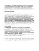 Marcadores fluorescentes