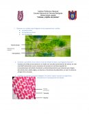 Biotecnología vegetal “Células y tejidos de plantas”