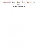 MECANISMOS DE ABSORCIÓN