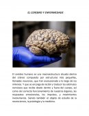 EL CEREBRO Y SUS ENFERMEDADES