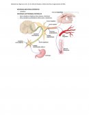 ORGANIZACIÓN DEL SISTEMA NERVIOSO AUTÓNOMO