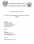 Efectos de la suplementación con Sylmarina en pollos de engorde