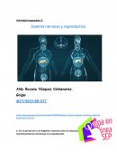 Actividad integradora Sistema nervioso y reproductivo