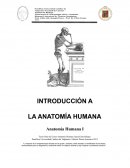 LA ANATOMÍA HUMANA