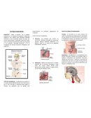 Sistema endocrino