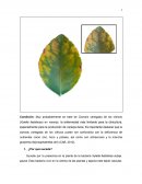 Determinación de la enfermedad del naranjo