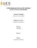 ¿Cuál es la relación entre la anatomía y la fisiología?
