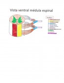 Funciones de las estructuras de la Sustancia Blanca