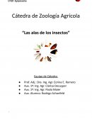 Zoologia. “Las alas de los insectos”