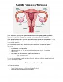 Aparato reproductor femenino