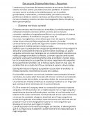 Estructura Sistema Nervioso – Resumen