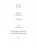 Base de Datos. Fase 2 - Análisis