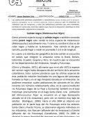 Caimán negro (Melanosuchus Níger)