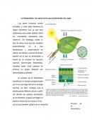 La fotosíntesis: los seres vivos que se alimentan sin cazar
