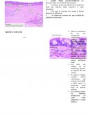 Histologia sistema respiratorio