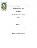 Practica N° 1: Estudio y Manejo del Microscopio