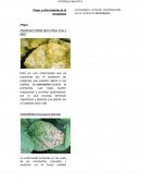 Plagas y enfermedades de la remolacha